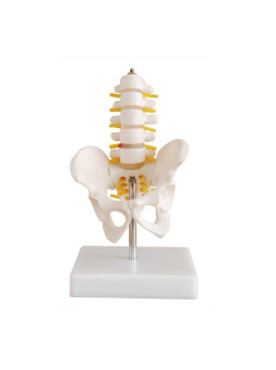 HALF SIZE PELVIS WITH 5 PCS LUMBAR VERTEBRAE
